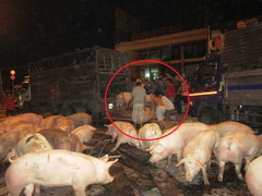 Lật xe tải, đàn heo làm loạn trên Quốc lộ 1A