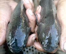 Vụng nước lúc nhúc cá tiến vua tưởng đã tuyệt chủng