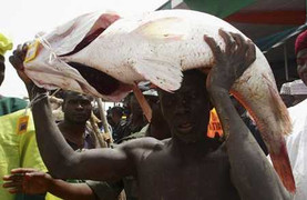 Kỳ thú cảnh hàng vạn người lao xuống sông mò cá