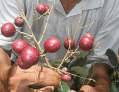 Lão nông và những quả nhãn tím kỳ lạ