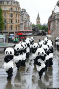 108 chú gấu trúc 'làm loạn' đường phố Anh