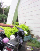 Chờ em thi ĐH bị 'cuỗm' xe máy