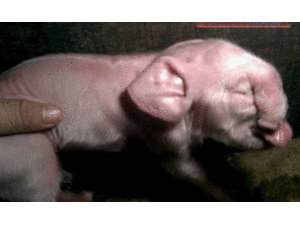 Kỳ lạ, heo nái đẻ heo con giống… voi