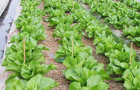 Bổ sung việc kiểm tra formaldehyde trên hoa quả