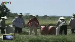 Đất dự án bỏ hoang, nông dân 'thèm thuồng'