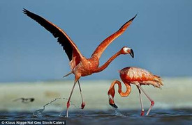 Ảnh quốc tế 16/7: Ảnh tuyệt đẹp về đàn hồng hạc