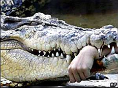 Cho cá sấu ăn, một phụ nữ bị cắn cụt tay