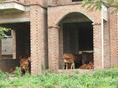 Hà Nội có hơn 1.200 biệt thự, nhà liền kề bỏ hoang