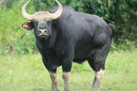 Chuyện người và bò tót tranh nhau đất sống ở Bình Phước