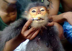 Xác định kẻ khoe giết khỉ rùng rợn trên facebook