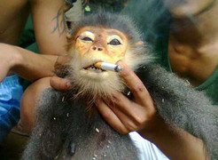 Bộ Quốc phòng vào cuộc vụ quân nhân giết voọc