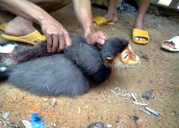 Giết voọc dã man: Triệu tập một số quân nhân