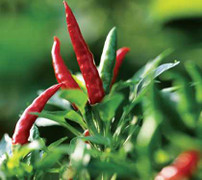 Phạt con bằng cách ăn ớt chỉ thiên