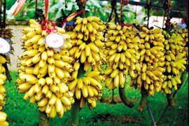 Về quê Chí Phèo ăn chuối tiến vua