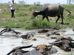 Chuyện những tỷ phú trắng tay vì... gái trẻ