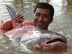 Ảnh: Hộ tống cá tra dầu 'khủng' đi chăm sóc đặc biệt