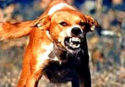 Yên Bái: 200 người bị chó dại cắn, 9 người tử vong