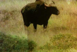 Bò tót 1,5 tấn xông vào sân bay Phú Bài