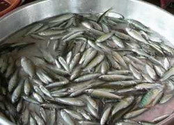 Đặc sản cá linh non là... cá trôi giống