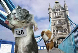 Olympic: Ngộ nghĩnh bộ ảnh thế vận hội... heo