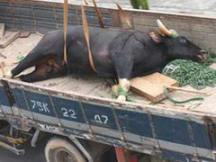 Bò tót chết ở Phú Bài do… stress nghiêm trọng