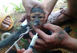 Đang tìm 4 người dân liên quan vụ giết voọc