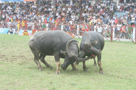 Ảnh: Mãn nhãn cú vào đòn 'hổ lao' tại Đồ Sơn