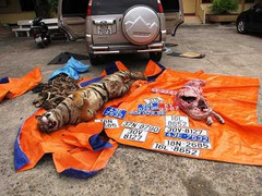 Bắt giữ xe chở 2 xác hổ và mai rùa quý hiếm