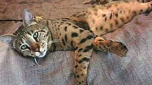 Treo thưởng 100 triệu đồng cho ai tìm được mèo lạc