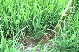 Chủ nhân chiếc bẫy chuột thành nạn nhân