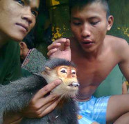 Truy bắt bằng được kẻ giết voọc quý hiếm