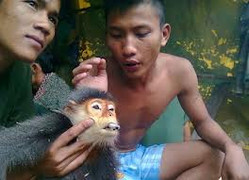 Giết khỉ khoe facebook: Người bắn voọc quý bị bắt