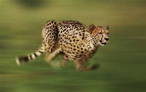 Ảnh quốc tế 3/8: Nhà vô địch tốc độ của thiên nhiên