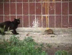 Chuyện lạ: Chuột 'xấc xược' đuổi, cắn cả đàn mèo