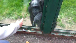 Khỉ thông minh ủ mưu giải thoát