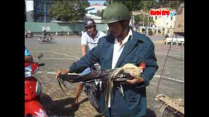 Gà 'độc' đuôi dài hơn 1 mét