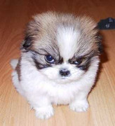 Những hành động cực hài của động vật