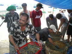 Chiêu mua tôm hùm 'tai quái' của thương lái Trung Quốc