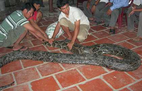 Trăn 'khổng lồ' tại Sóc Trăng có thể bị sổng chuồng