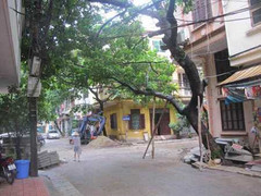 Hà Nội: Cây to 'dọa' ụp xuống nhà dân