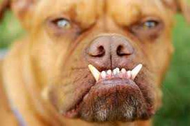 Chú chó ra sức cắn gió