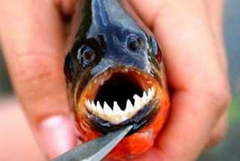 Hai thiếu niên bị cá lạ tấn công khi tắm sông