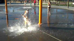 Ngộ nghĩnh chú chó chờ đợi để... cắn nước