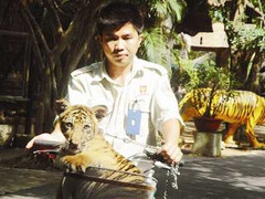 Lạ lùng nơi hổ đẻ như… mèo