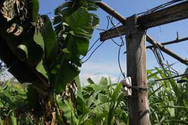 Bảo vệ câu điện ra hàng rào, một trẻ em nguy kịch