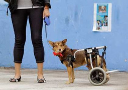 Ảnh quốc tế 13/8: Ám ảnh ánh mắt chó tàn tật đợi chủ