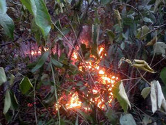 Quảng Bình: Hàng loạt bom bi nổ trong vụ cháy rừng