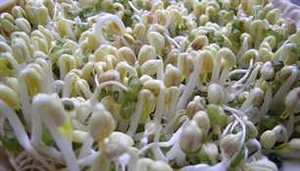 Phát hiện 2 chất cấm trong dung dịch sản xuất giá ăn