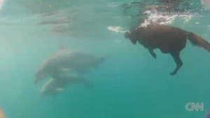 Chó bơi thi với cá heo