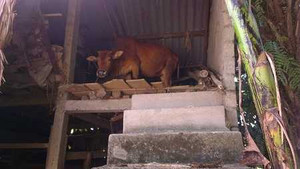 Lạ lùng quê nghèo xây 'nhà lầu' cho gia súc ở